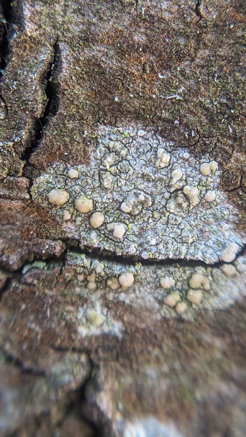 Lecania naegelii photo 7