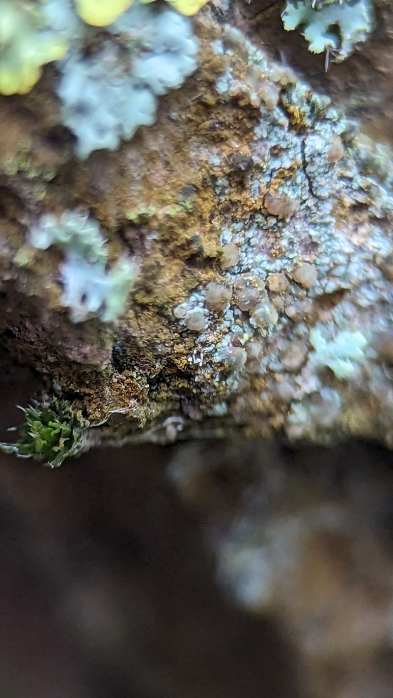 Lecania naegelii photo 8