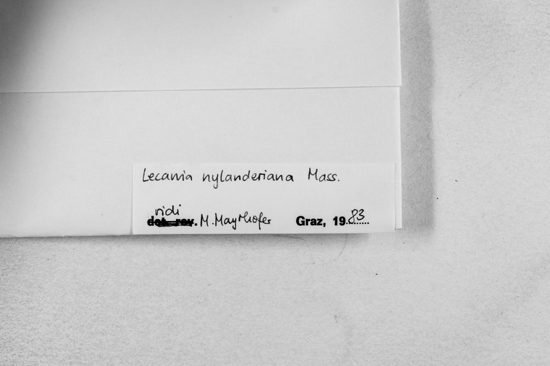 Nylander's Lecania Lichen photo 2