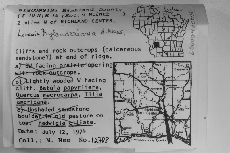 Nylander's Lecania Lichen photo 3