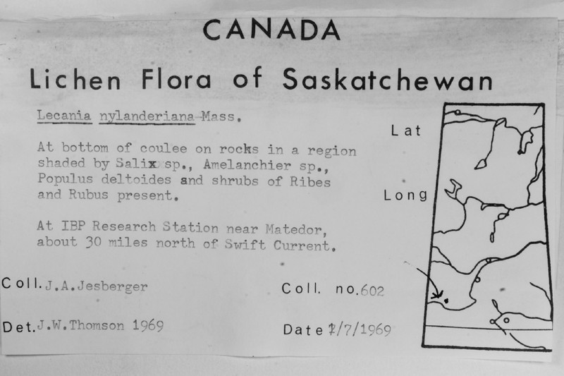 Nylander's Lecania Lichen photo 4
