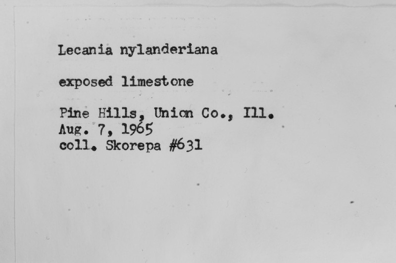 Nylander's Lecania Lichen photo 7