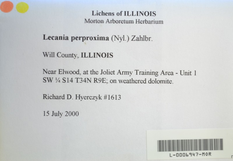 Lecania Lichen photo 4