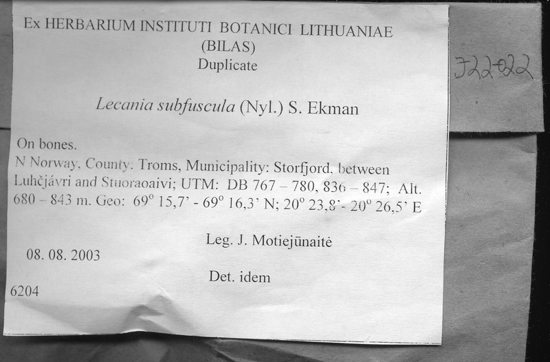 Lecania subfuscula