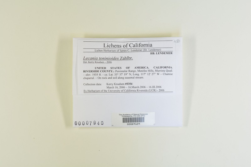 Lecania Lichen