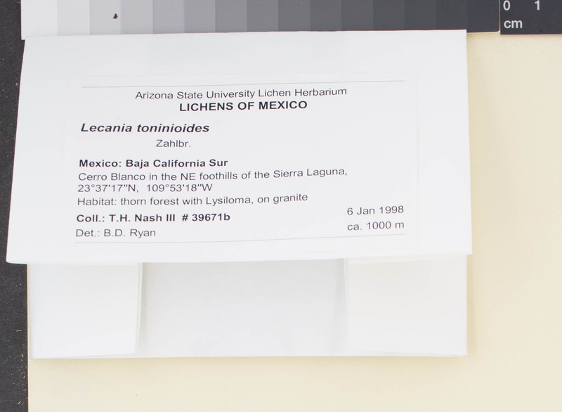 Lecania Lichen photo 3