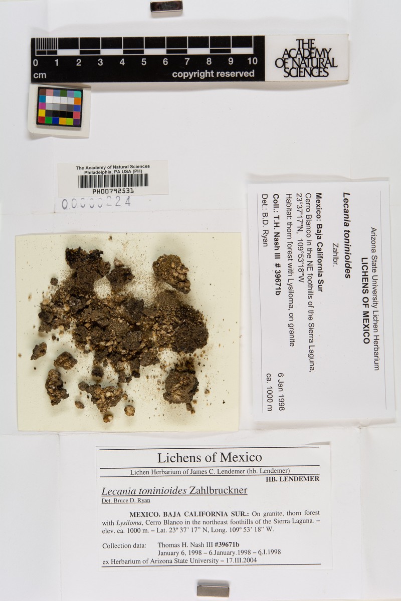 Lecania Lichen photo 4