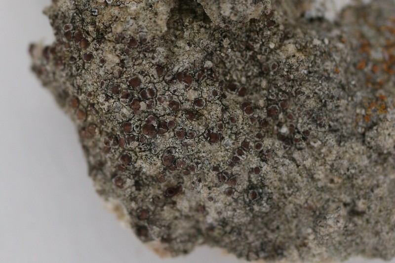 Lecania Lichen