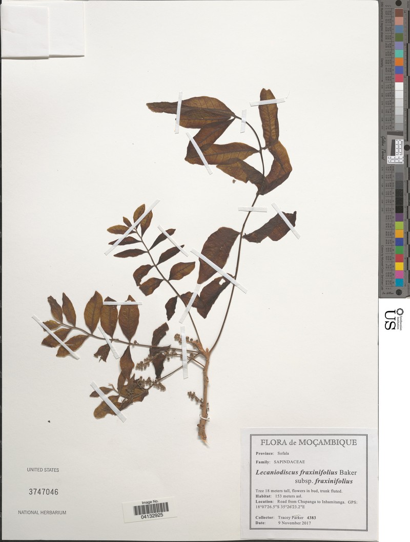 Lecaniodiscus fraxinifolius subsp. fraxinifolius