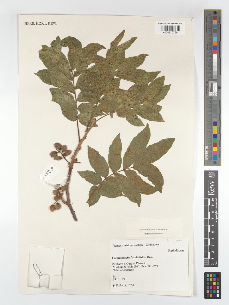 Lecaniodiscus fraxinifolius subsp. fraxinifolius photo 2