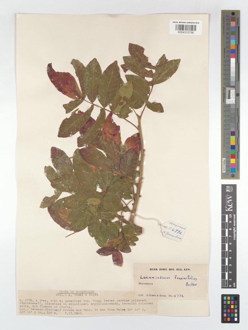 Lecaniodiscus fraxinifolius subsp. fraxinifolius photo 3