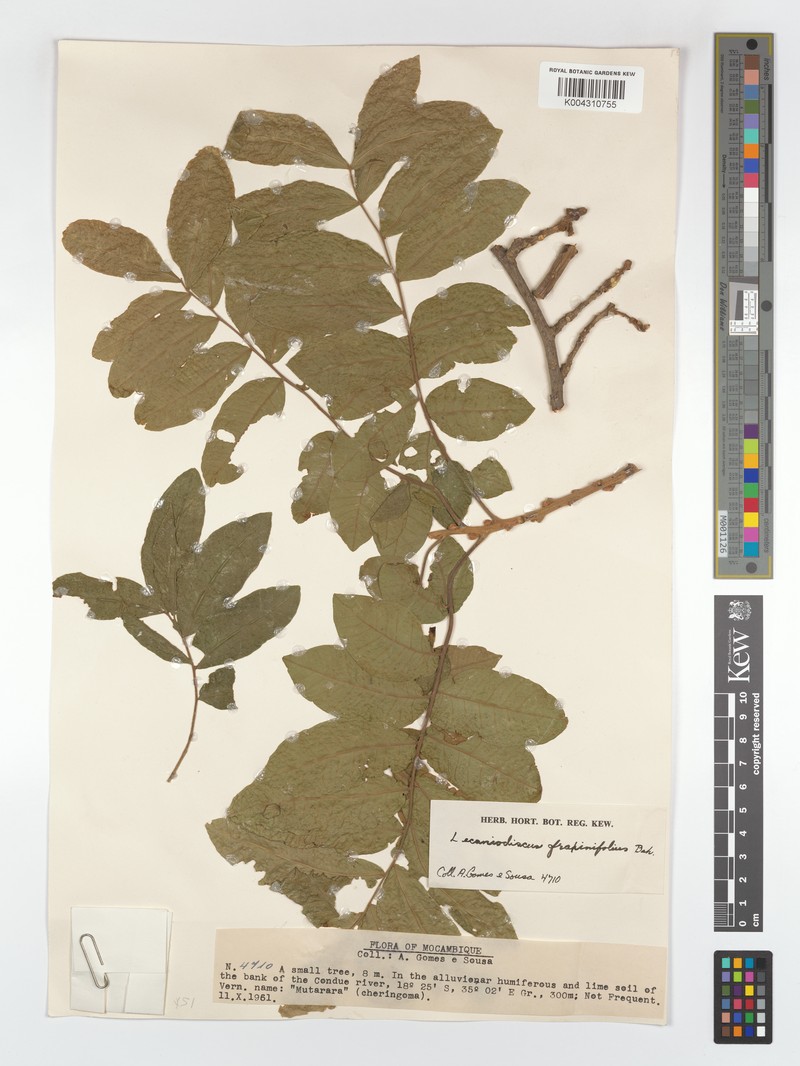 Lecaniodiscus fraxinifolius subsp. fraxinifolius photo 4
