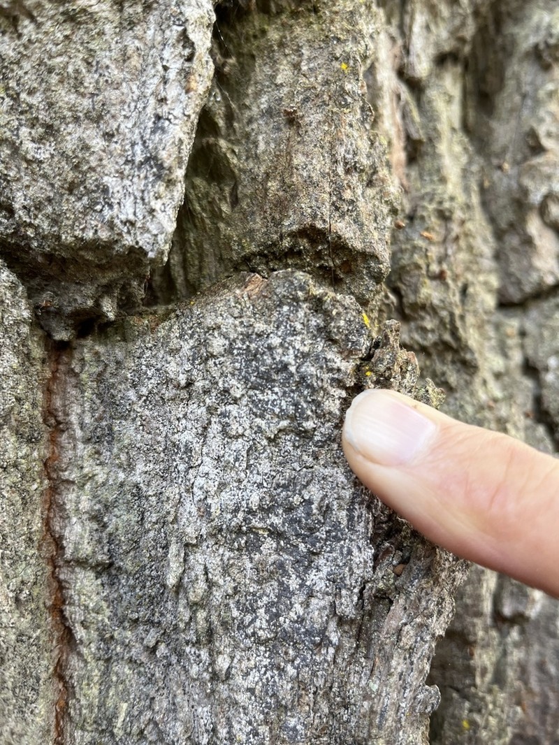 Lecanographa amylacea