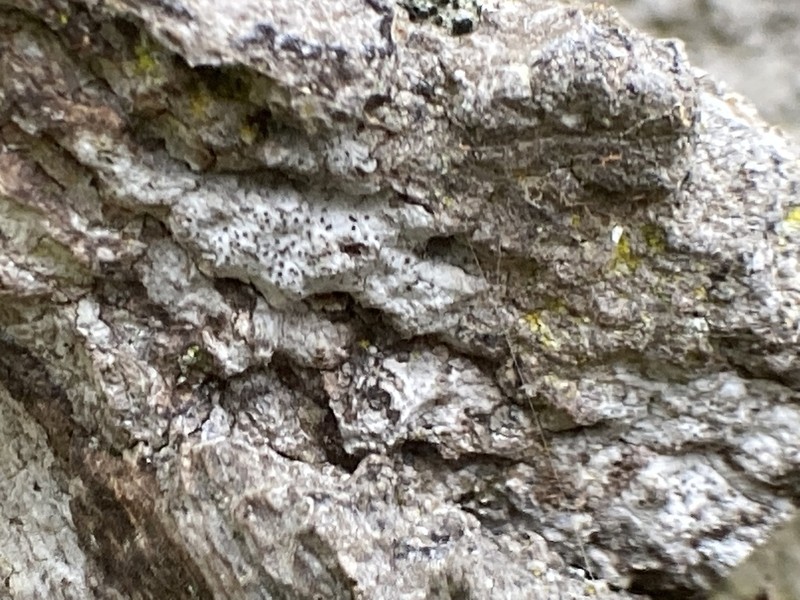Lecanographa amylacea photo 2