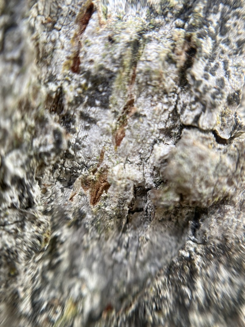 Lecanographa amylacea photo 3