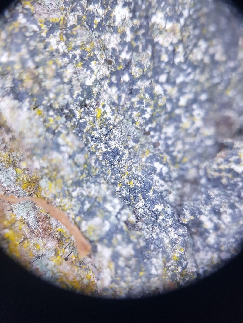 Lecanographa amylacea photo 4