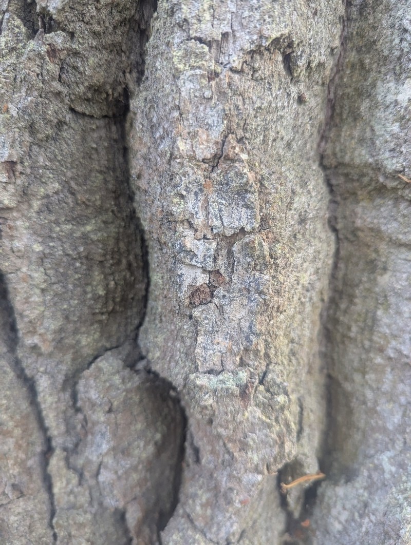 Lecanographa amylacea photo 5
