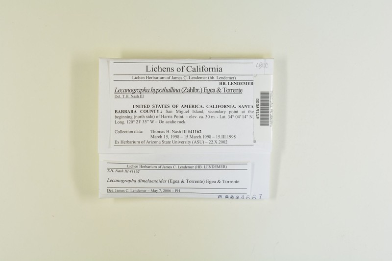 Lecanographa dimelaenoides