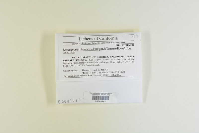 Lecanographa dimelaenoides photo 2