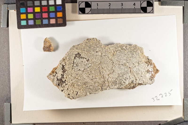 Lecanographa dimelaenoides photo 3