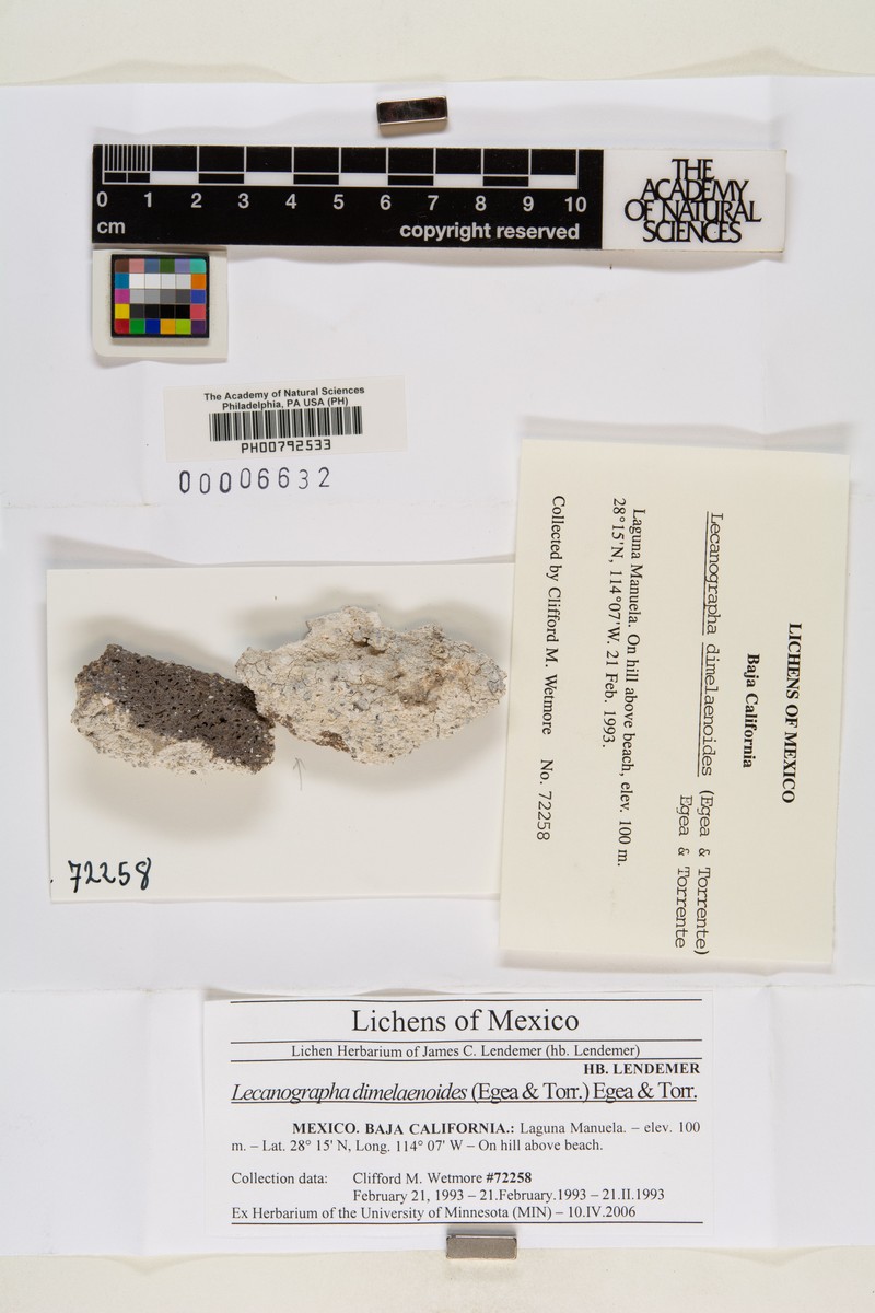 Lecanographa dimelaenoides photo 4