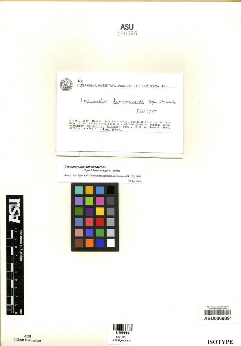 Lecanographa dimelaenoides photo 5