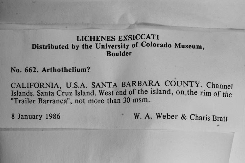 Lecanographa dimelaenoides photo 6