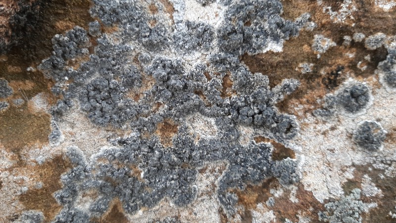 Lecanographa grumulosa photo 2