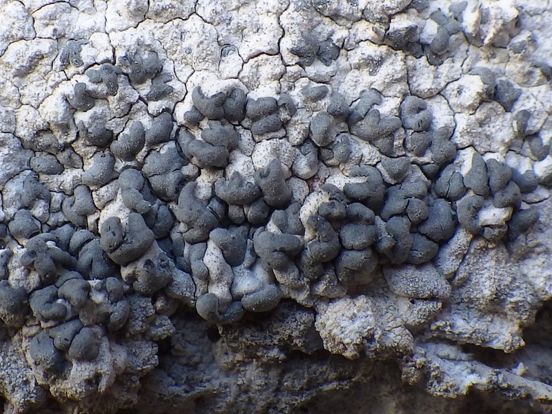 Lecanographa grumulosa photo 3