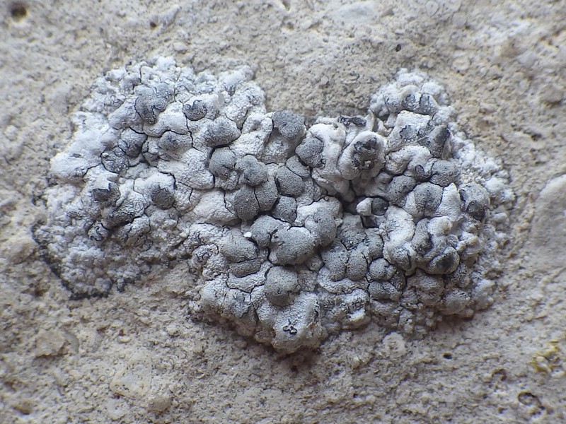 Lecanographa grumulosa photo 4