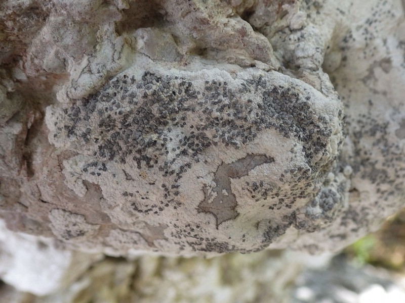 Lecanographa grumulosa photo 5
