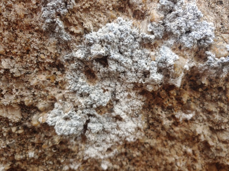 Lecanographa hypothallina photo 4