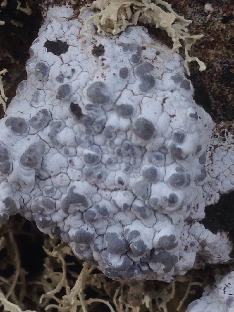 Lecanographa hypothallina photo 5