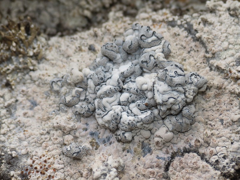 Lecanographa hypothallina photo 6