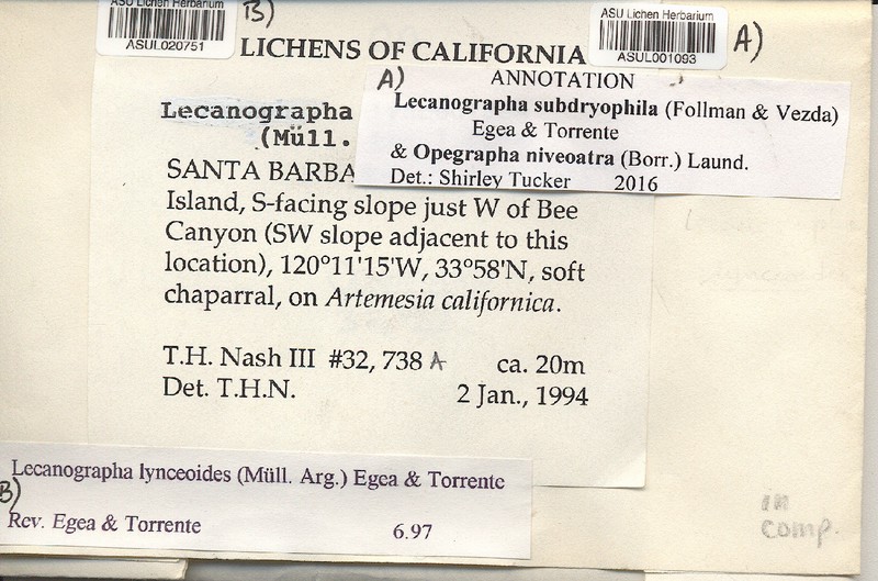 Lecanographa subdryophila