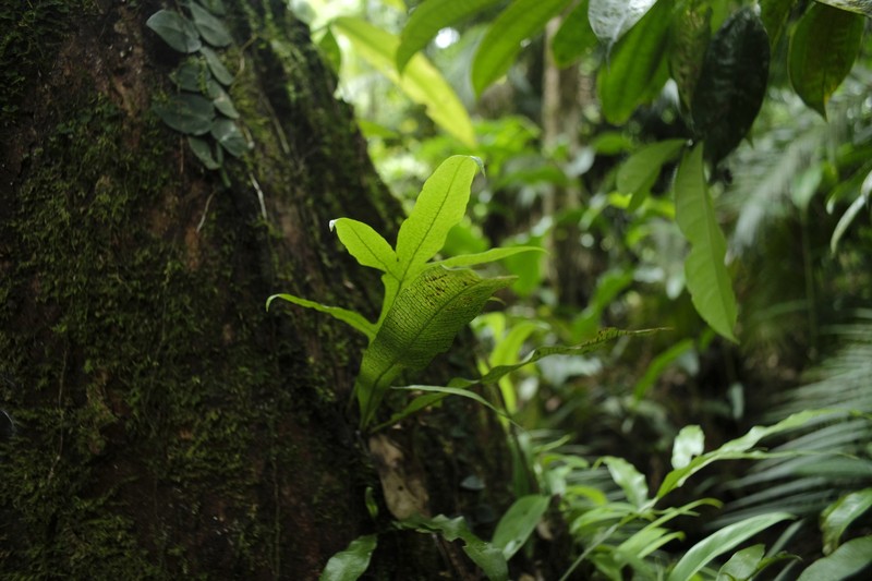 Lecanopteris ampla
