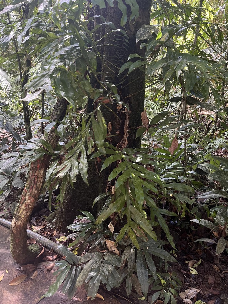 Lecanopteris ampla photo 2