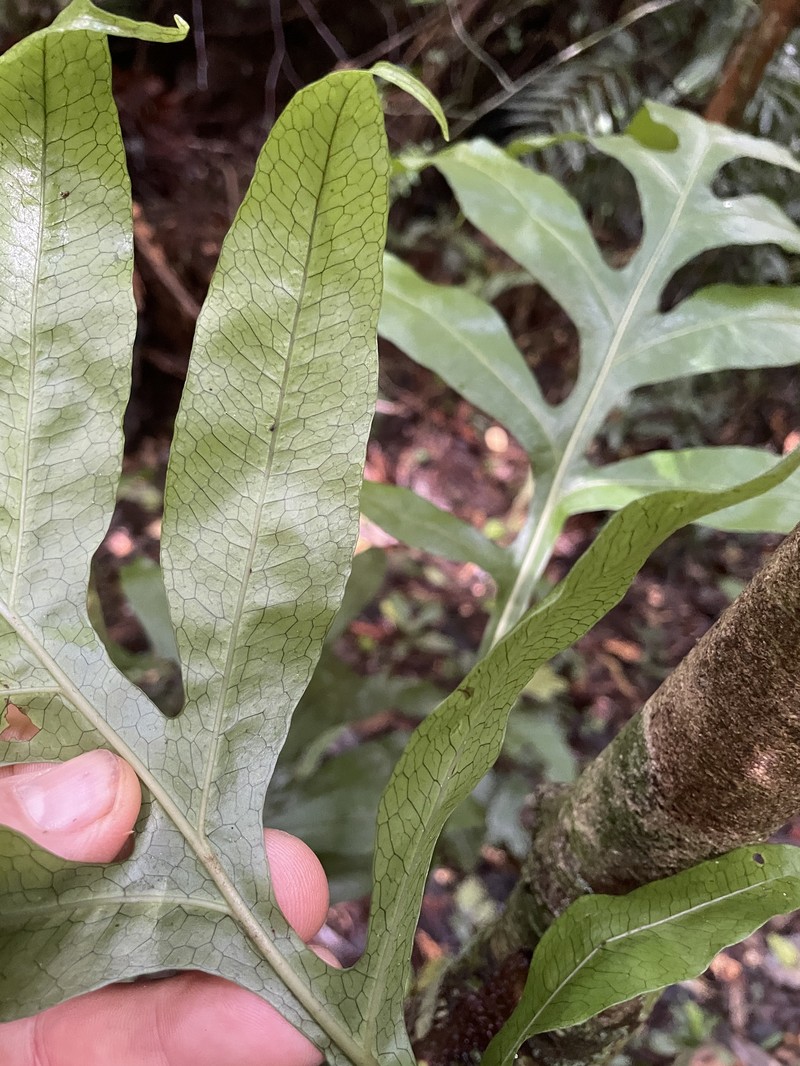Lecanopteris ampla photo 4