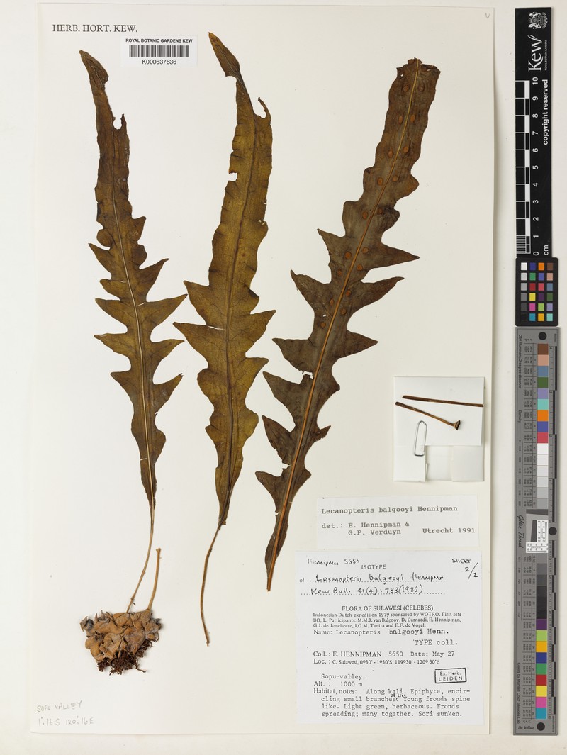Lecanopteris balgooyi photo 4