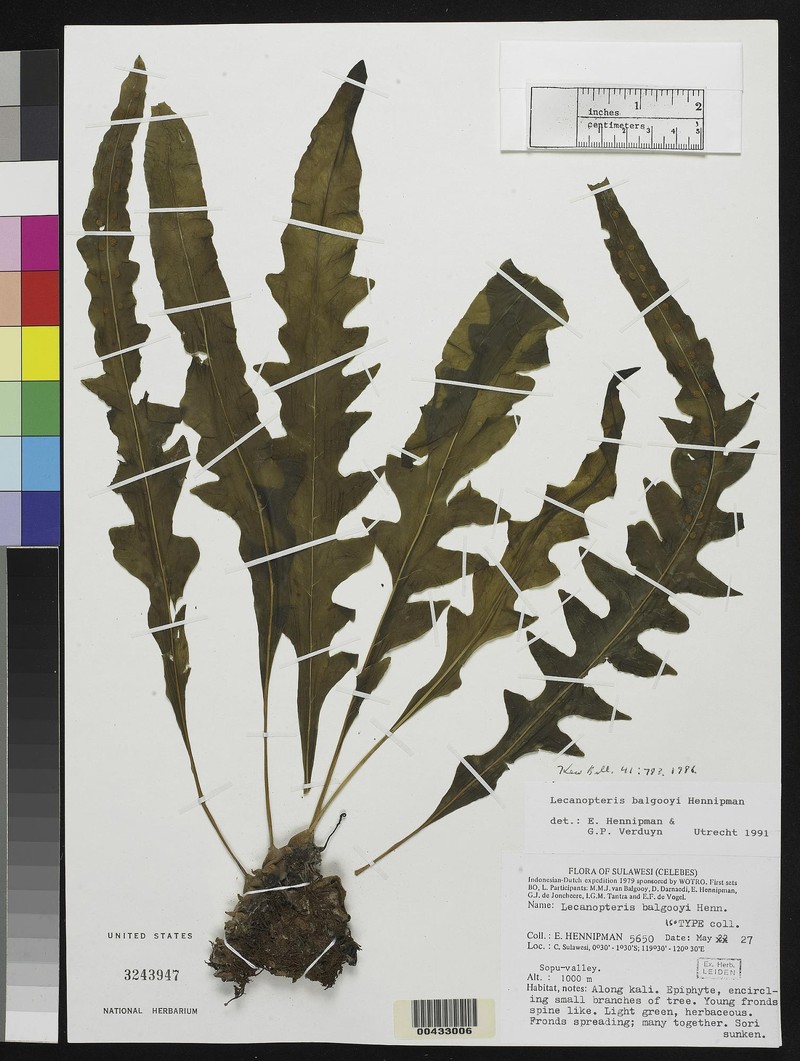 Lecanopteris balgooyi photo 6