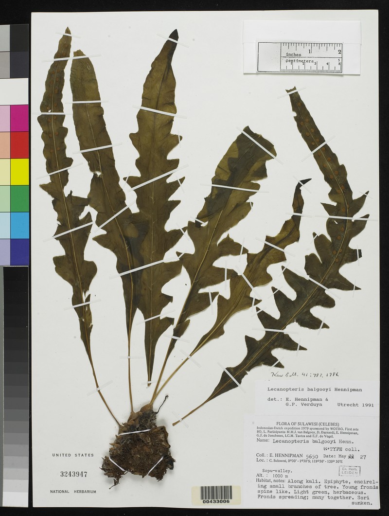 Lecanopteris balgooyi