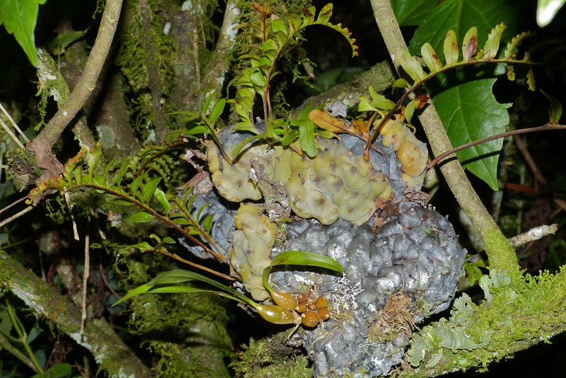 Lecanopteris carnosa