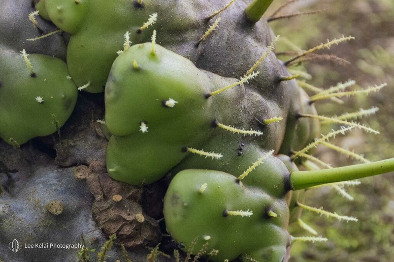 Lecanopteris carnosa photo 2