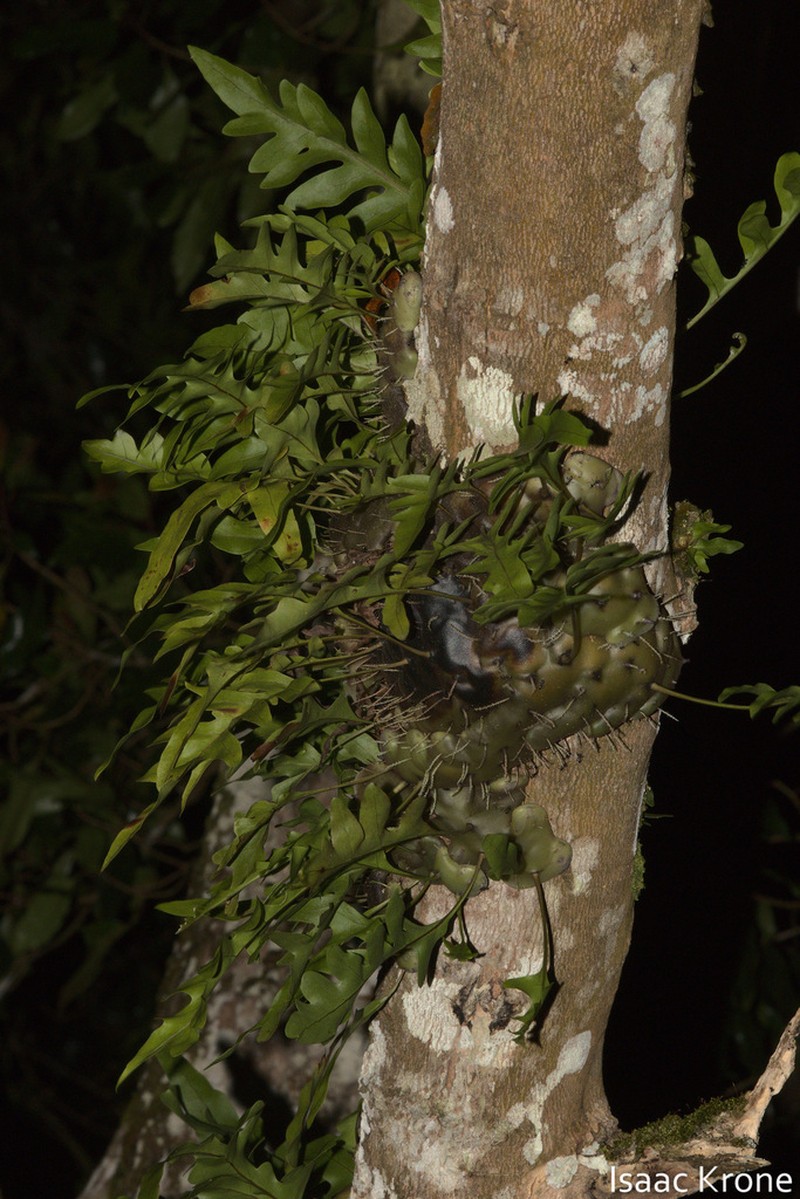 Lecanopteris carnosa photo 7