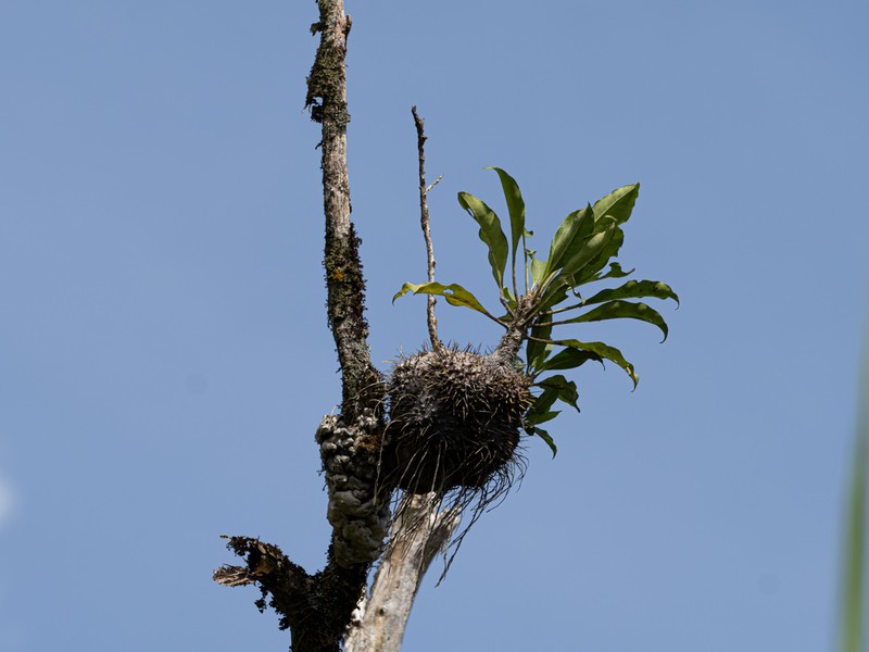 Lecanopteris celebica