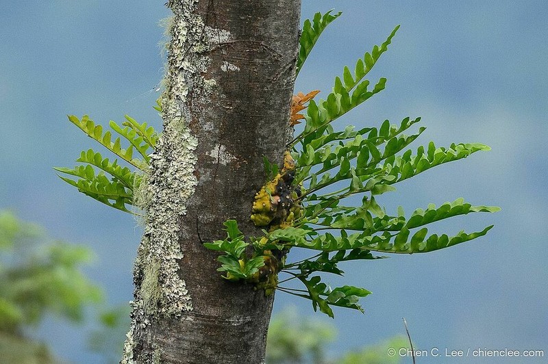 Lecanopteris celebica photo 2