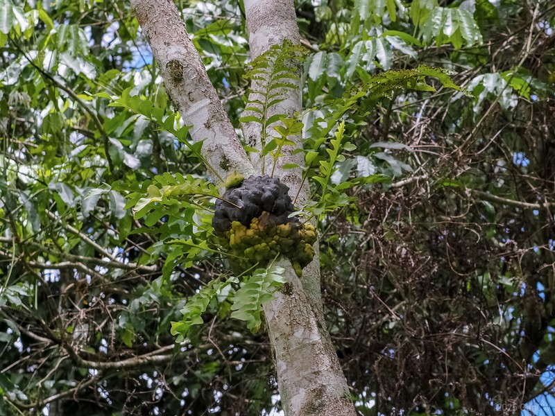 Lecanopteris celebica photo 3
