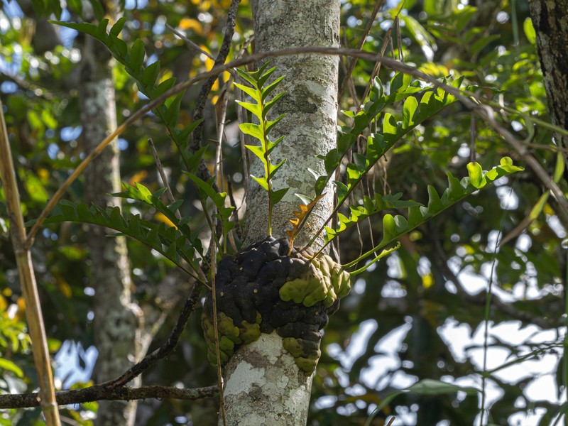 Lecanopteris celebica photo 7