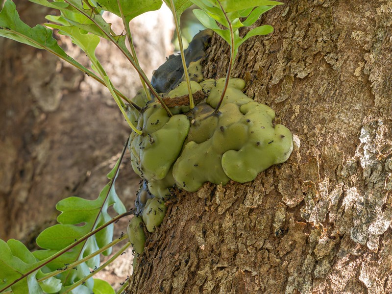 Lecanopteris celebica photo 8