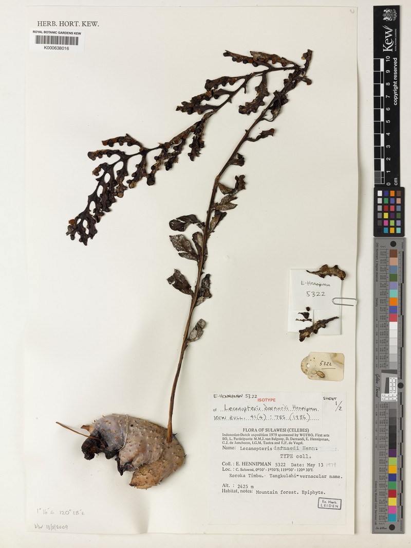 Lecanopteris darnaedii photo 2